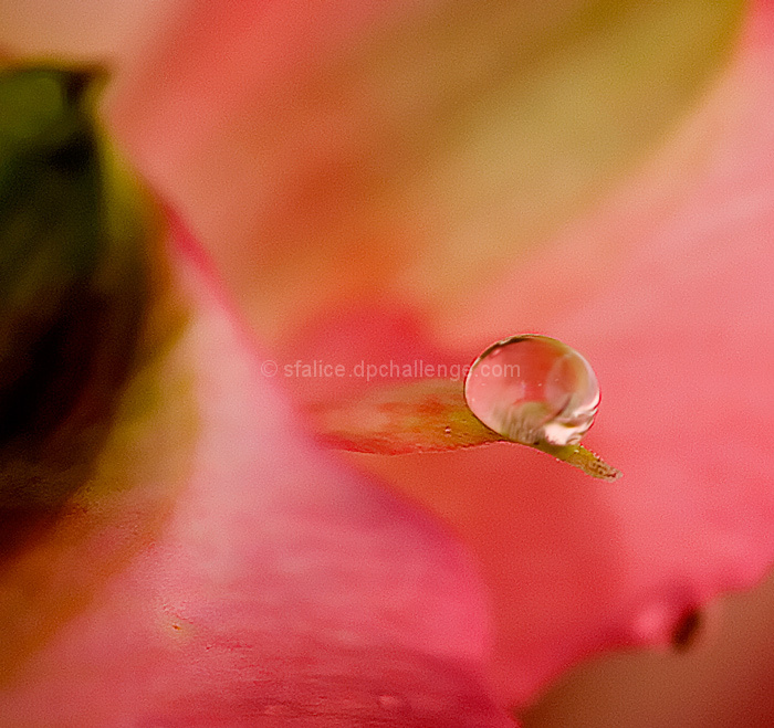 Symphony in Pink