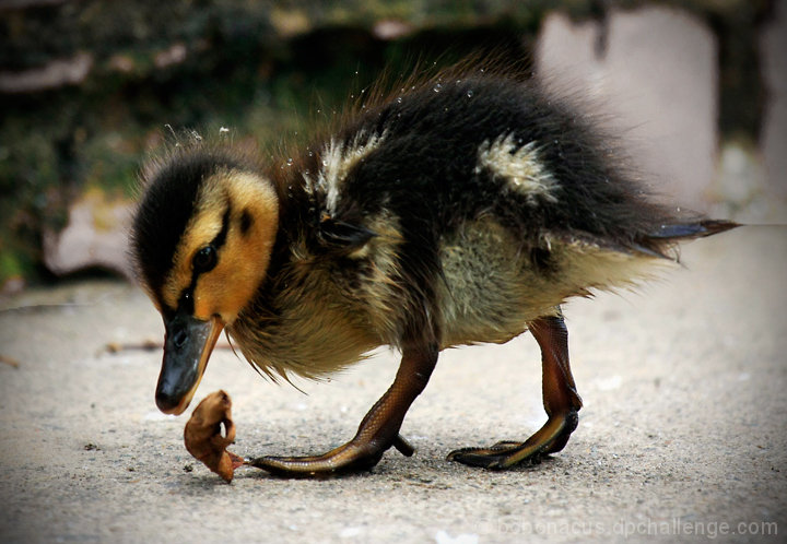Chicks can play soccer too!