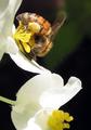 Pollen