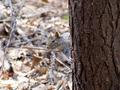 Sciurus carolinensis