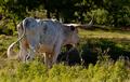 a gorgozala cow