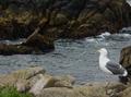 Larus occidentalis "Western Gull"