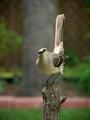 A Mockingbird Salute