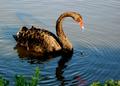 Single Swan a'Swimming