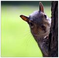 Woodland Friend