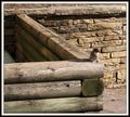 Bird o Log