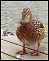 My Name&acute;s Not Donald