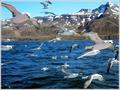 the Birds