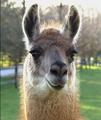 What, Me Fauna? (Llama's were originally native to North America)