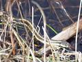 LITTLE WATER SNAKE WITH A RED TONGUE