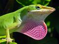 Green anole (Anolis carolinensis) with dewlap extended