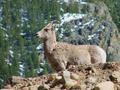 Yearling Big Horn Sheep - Colorado Fauna