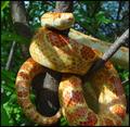 Living Art-Red Rat Snake