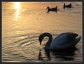 Swan with Two Ducks at Sunset