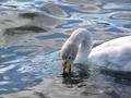 The Icelandic Quicksilver Swan...
