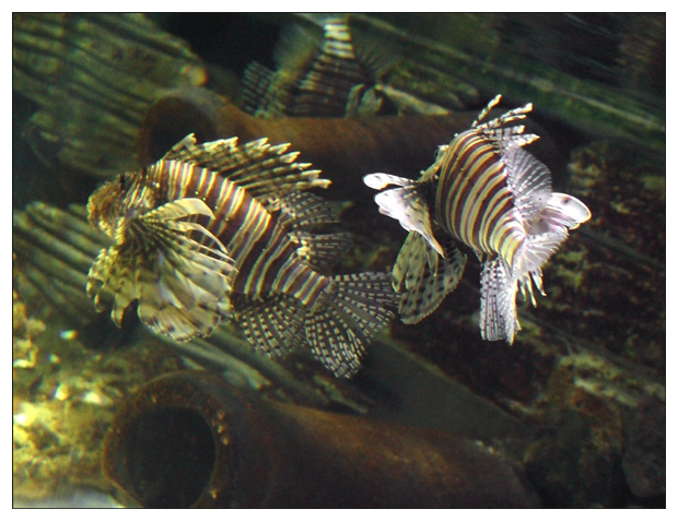 Underwater pace of life