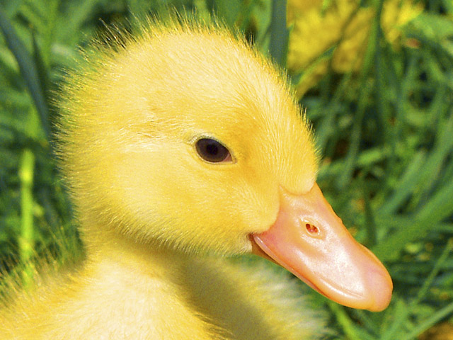 Duckie!