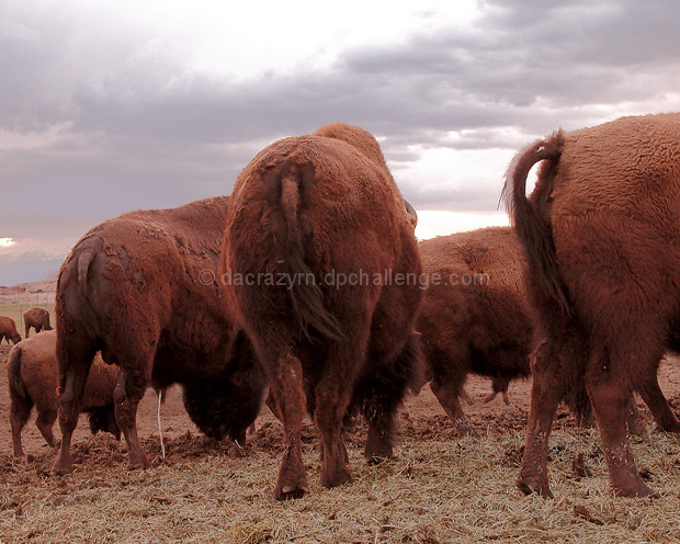 I Like Big Butts and I Cannot Lie...