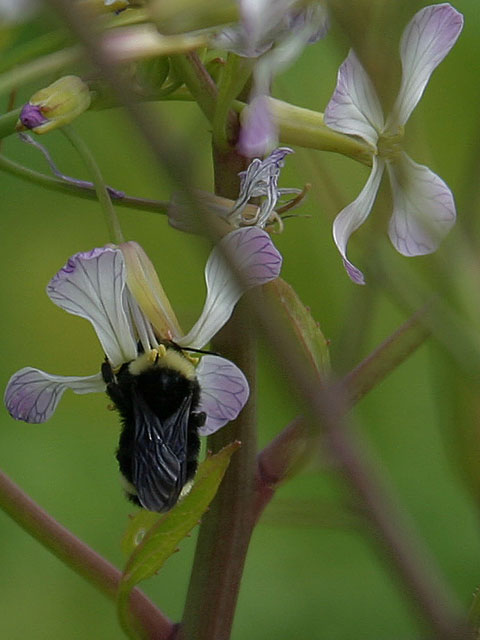 Into the Bee's World