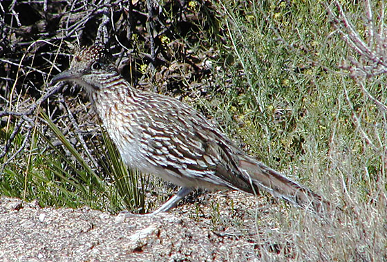 New Mexican Roadrunner