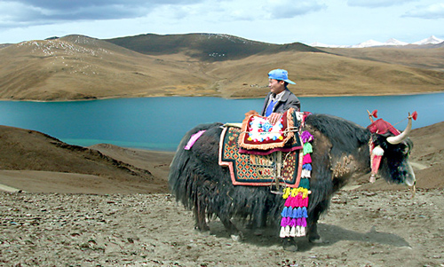 Have Yak Will Travel