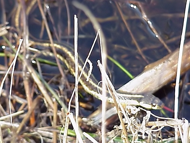 LITTLE WATER SNAKE WITH A RED TONGUE