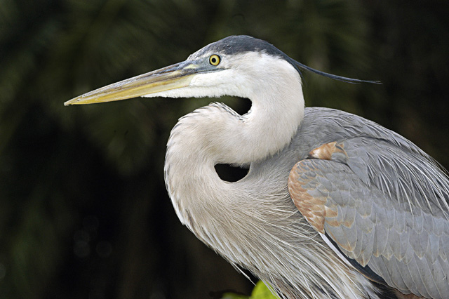 Great Blue Heron Portrait