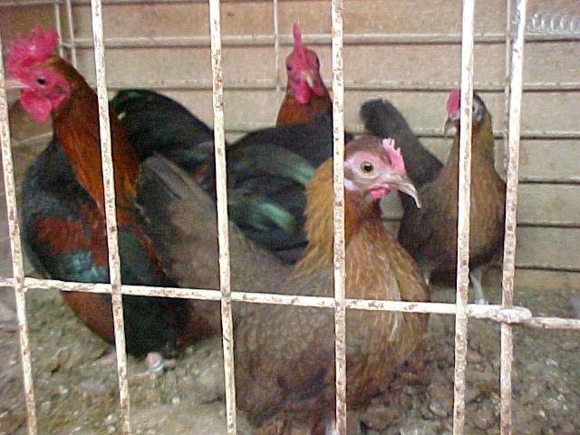 The Chicken Coop