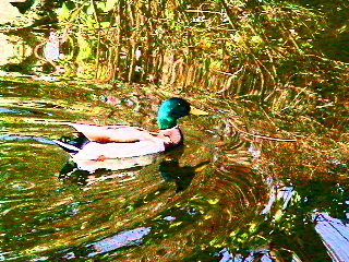 A Swimming Mandarin