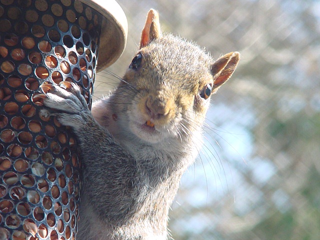 Sciurus carolinensis (Yep.....ANOTHER one !)