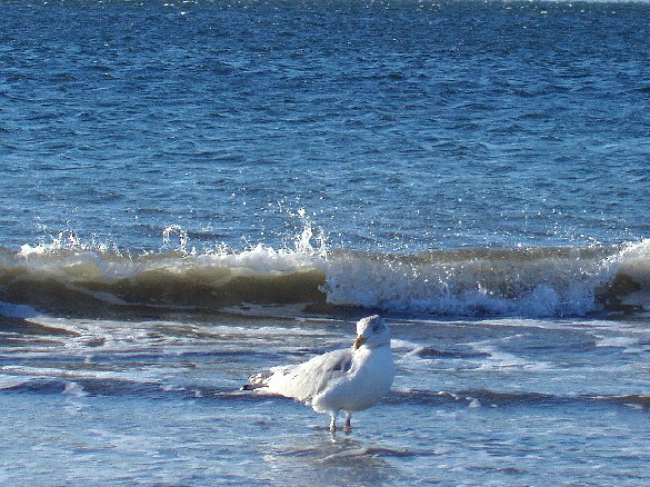 Sea Gull