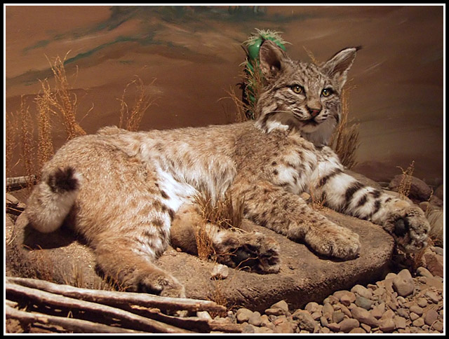 Bobcat