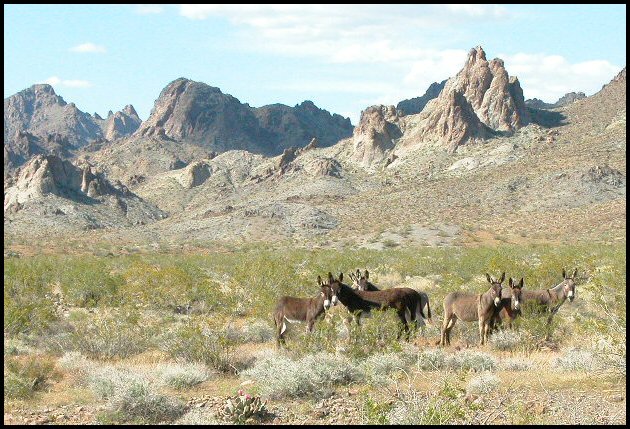 Desert Southwest Burros