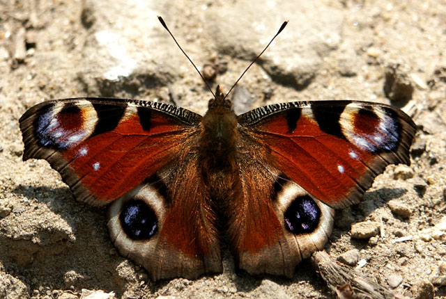 Inachis io ( Peacock Butterfly )