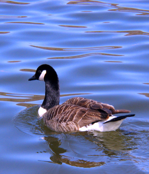 Swimming in Lake Arthur