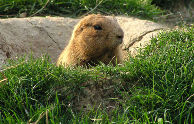 prairie dog