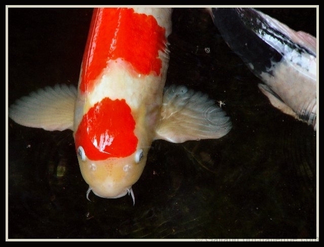 Koi