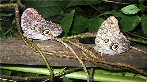 butterfl 'eyes'