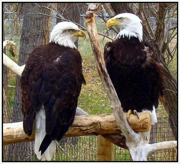 Regal Bald Eagles