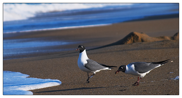 Gulls at Sunset