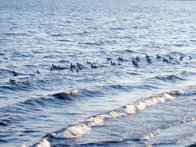 Ducking The Waves