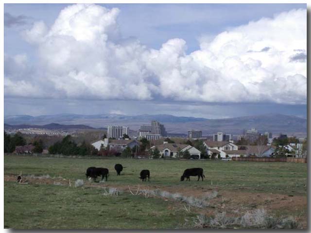 Cows in Reno