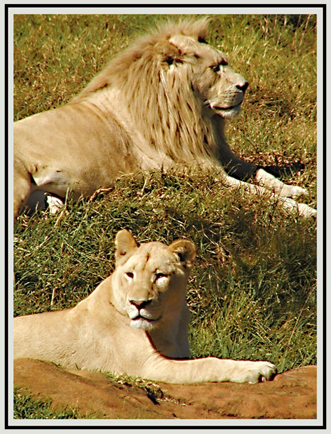 Lyin' Lions