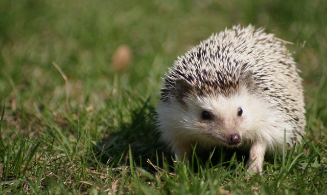 Pygmy Hedgehog