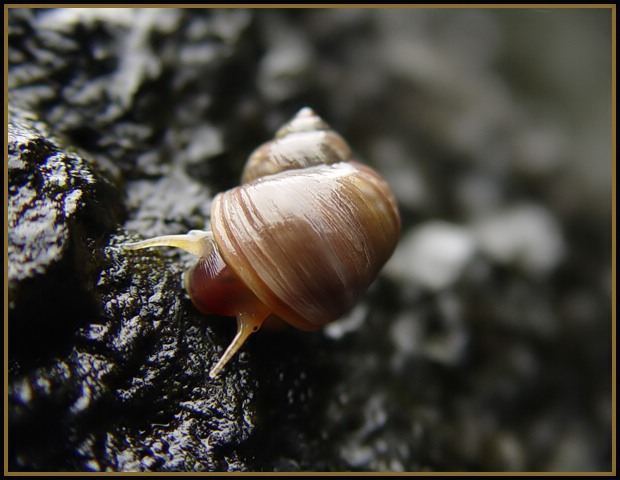 Sea snails