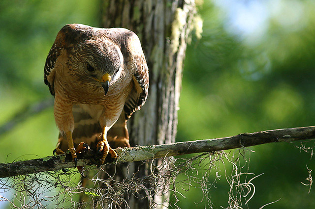 Red Shouldered Hawk