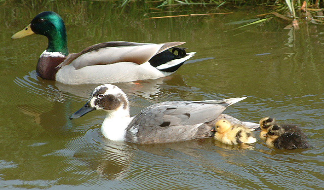 Learning to Swim