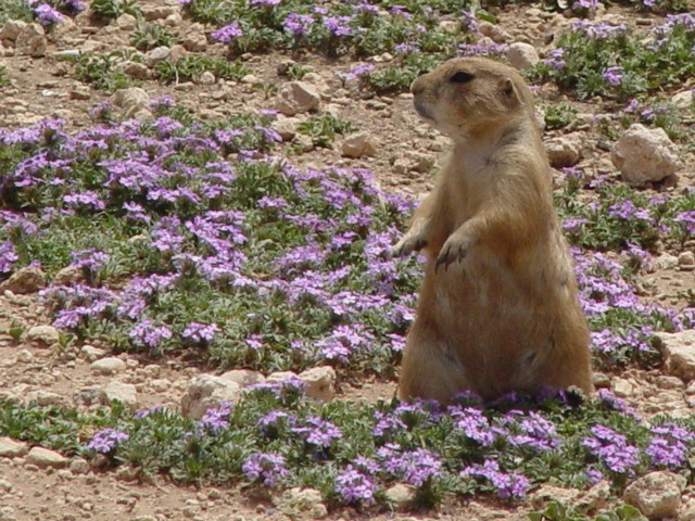 Prarie Dog Pete