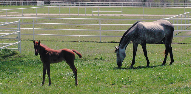 Mother And Child