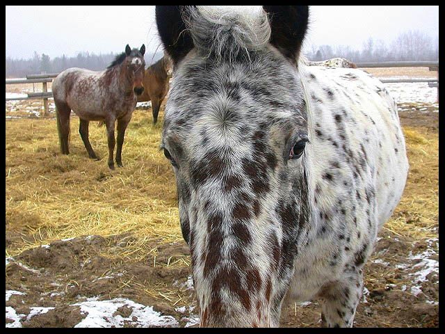 Up Close and Horse-nal